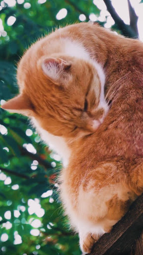 Android application cat garden live wallpaper screenshort