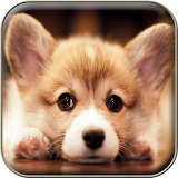 Puppies Wallpapers icon