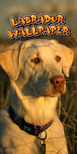 Android application labrador wallpaper screenshort