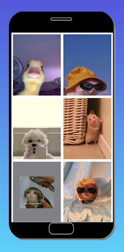 Мемы обои смешные картинки HD