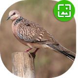 Spotted dove Wallpapers icon