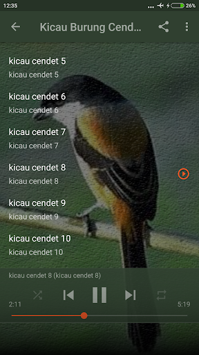 Suara Burung Cendet Betina