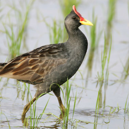 Watercock (Animal) Bird Sound  Icon