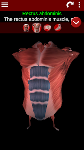 Muscular System 3D (anatomy) For PC installation