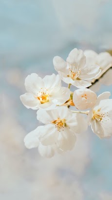 桜の壁紙 - 美しい桜の画像の壁紙のおすすめ画像1