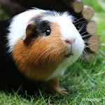 Cover Image of Unduh Guinea Pig Wallpapers HD  APK
