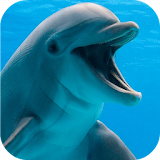 Dolphins Screen Zipper icon