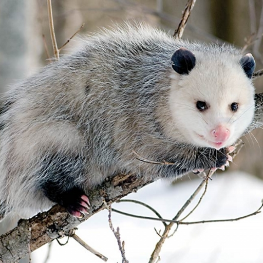 Possum Growls And Grunt Sounds logo