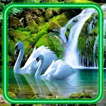 Cover Image of 下载 Swans Nature Wallpaper  APK