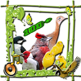 pássaros canoros do Brasil icon