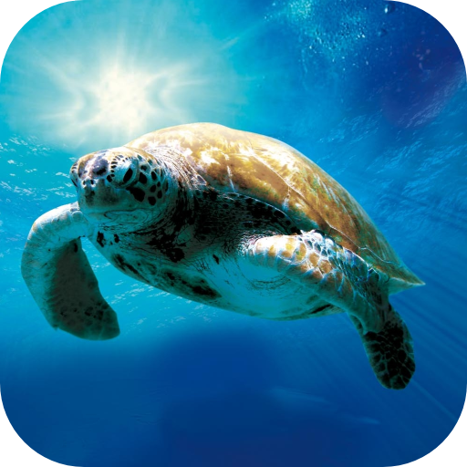 Ocean Live Wallpaper logo