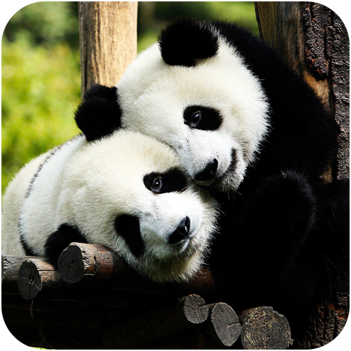 Cute Panda HD Wallpapers logo