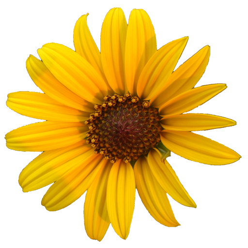 Kansas Wildflowers logo