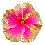 Hibiscus Clock icon