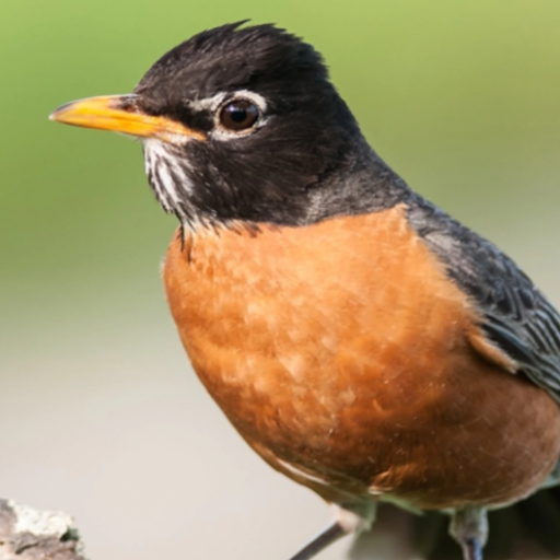 Robin Bird Sounds logo