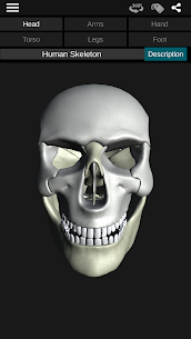 Osseous System in 3D (Anatomy) For PC 1