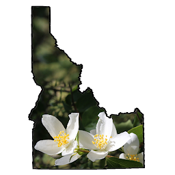 「Idaho Wildflower Search」圖示圖片