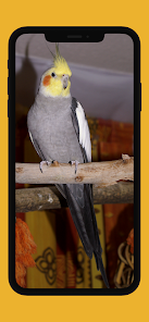 Screenshot 4 Awesome Cockatiel Sounds mp3 android