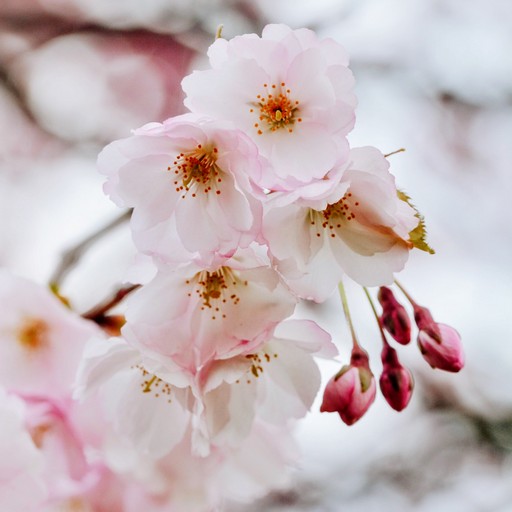 Cherry Blossom Wallpaper logo