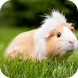 Wallpaper Hamster hd funy - Androidアプリ