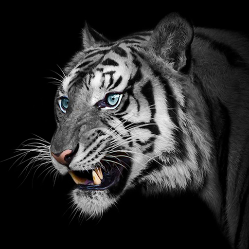 tiger wallpaper black and white hd