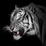 White Tiger Wallpapers icon