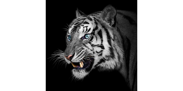 White Tiger Wallpapers - Apps on Google Play