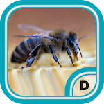 Cover Image of डाउनलोड Cute Bee Wallpapers 4K  APK