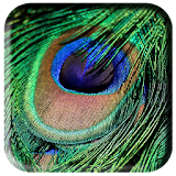 Peacock Feather Wallpaper icon