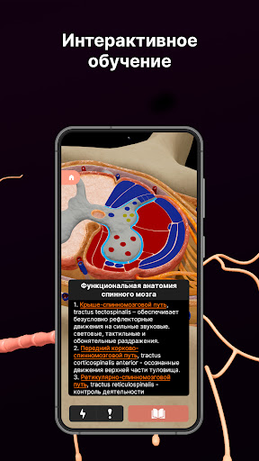 SYSTEMA: Anatomy atlas Screen 2