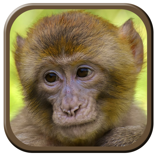 Monkey Sounds logo