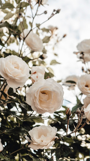 Android application Flower Nature Wallpapar HD 4K screenshort