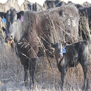 Cattle Mgmt in Limited Forage