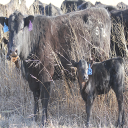 Icon image Cattle Mgmt in Limited Forage