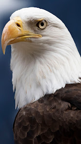 Captura de Pantalla 15 Águila americana android