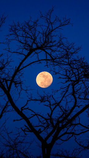 Moon Wallpaper Screenshot 1 - AppWisp.com