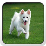 American Eskimo Dog Theme icon