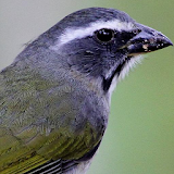 Brazilians Birds Sounds (Trinca Ferro Bird) icon