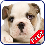 Bulldog+ Free icon