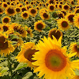 sunflower live wallpaper icon