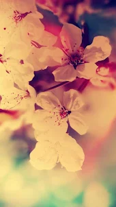 Spring Nature wallpapers