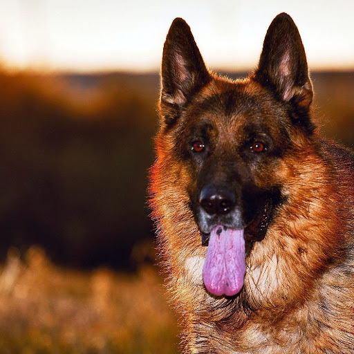 German Shepard Puzzles Games Screen 3
