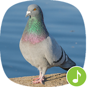 Top 18 Music & Audio Apps Like Appp.io - Pigeon Sounds - Best Alternatives