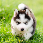 Cover Image of Download Husky Dog Wallpapers HD 1.0.0 APK