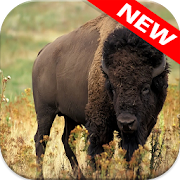 Top 13 Personalization Apps Like Buffalo Wallpapers - Best Alternatives