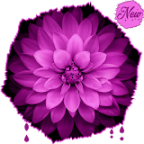 HD Amazing Purple Wallpapers - Rose icon