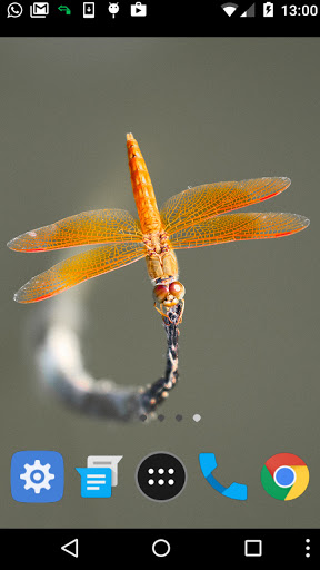 dragonfly wallpaper Screen 2
