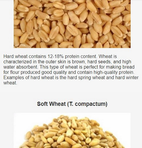 how to grow wheat Screen 3
