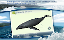 screenshot of REAL WHALES Find the cetacean.
