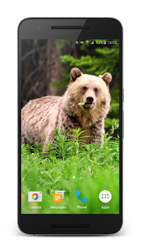 Bear 4K Live Wallpaper Screen 2